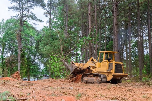 Trees Clearing in Pleasant Grove