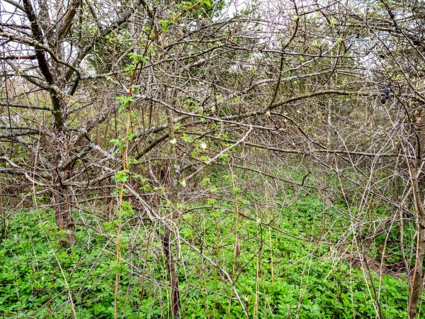 Underbrush Clearing in Pleasant Grove