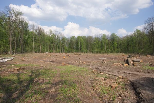 Cost of Pasture Clearing in Pleasant Grove