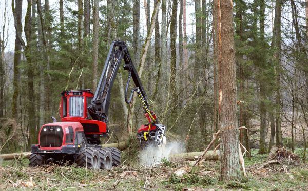 Cost of Forest Clearance Service in Pleasant Grove