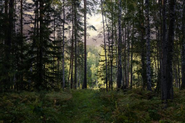 Cost of Pine Tree Clearing in Pleasant Grove