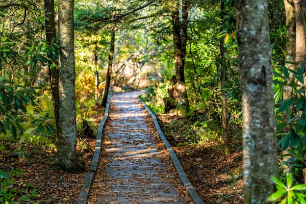 Cost of Trail Clearing in Pleasant Grove