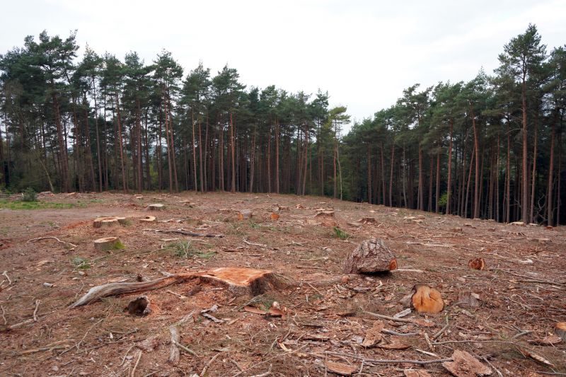 Stump Removal and Debris Disposal