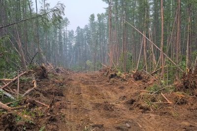 Whatâ€™s Involved In Professional Land Clearing?