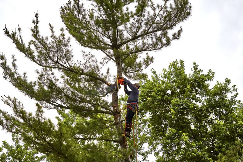 Forestry and Tree Removal Services
